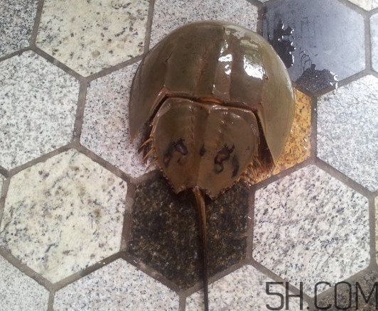 中華鱟多少錢一斤？中華鱟有什么藥用價值