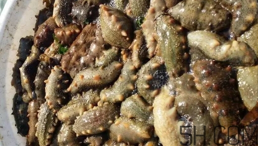 海參顏色深好還是淺好？海參顏色發(fā)白時(shí)怎么回事？