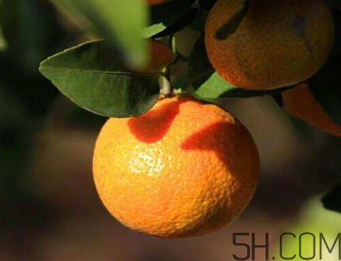 沙糖桔大的好吃還是小的？沙糖桔什么時(shí)候成熟