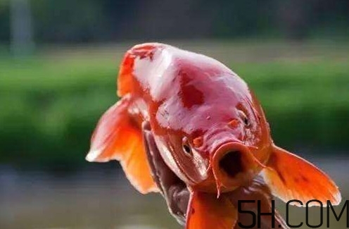 荷包紅鯉魚多少錢一斤？荷包紅鯉魚能吃嗎