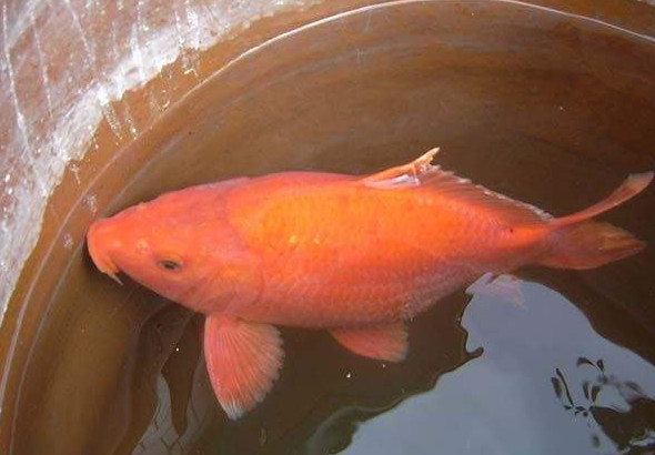 荷包紅鯉魚(yú)好吃嗎？荷包紅鯉魚(yú)怎么做好吃？