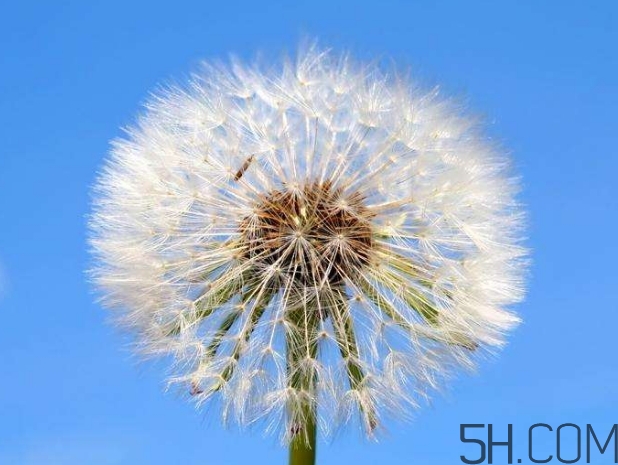 蒲公英能去胎毒嗎？吃什么可以去胎毒？
