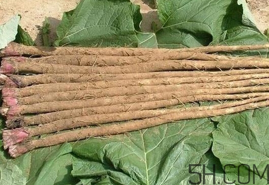 牛蒡與什么食物相生相克？牛蒡和山藥有什么區(qū)別