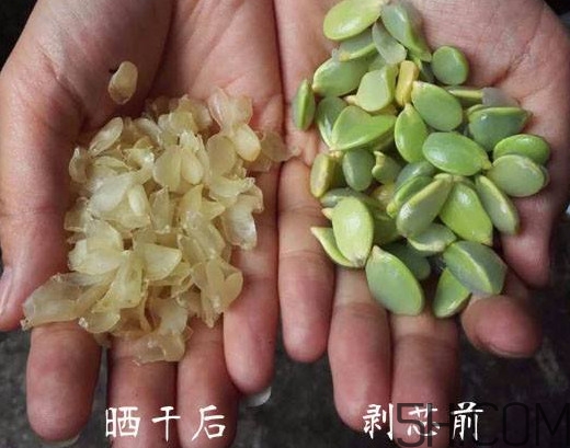 皂角米什么人不能吃？皂角米什么地方產(chǎn)的好？