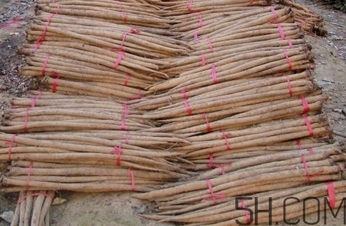 牛蒡用去皮嗎？牛蒡茶什么時候喝最好