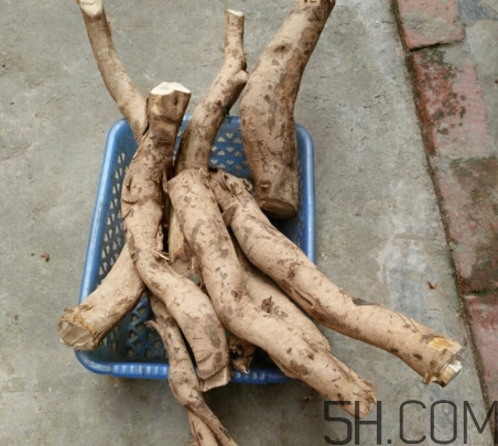 牛蒡是牛大力嗎？牛蒡和牛大力的區(qū)別