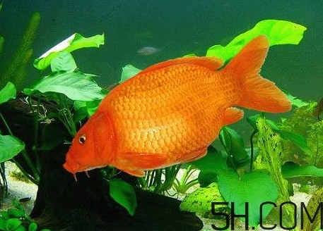 荷包紅鯉魚多少錢一斤？荷包紅鯉魚能吃嗎