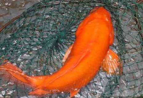 荷包紅鯉魚(yú)好吃嗎？荷包紅鯉魚(yú)怎么做好吃？