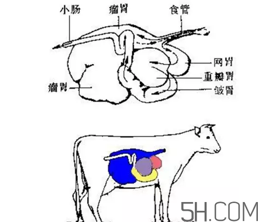 牛百葉和毛肚是一個(gè)東西嗎？牛百葉上面有層黑皮能吃嗎？