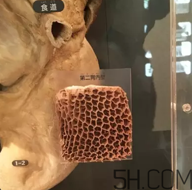 牛百葉和毛肚是一個(gè)東西嗎？牛百葉上面有層黑皮能吃嗎？