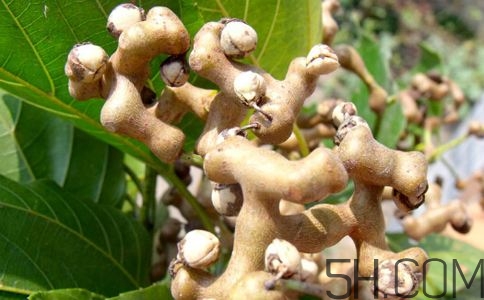 拐棗能夠治療風(fēng)濕嗎？拐棗的藥用價值有哪些？
