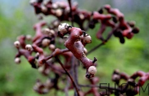 血藤跟拐棗可以一起泡酒嗎？拐棗可以和什么搭配泡酒？