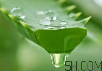 蘆薈泡酒可以喝嗎？蘆薈泡酒治什么??？
