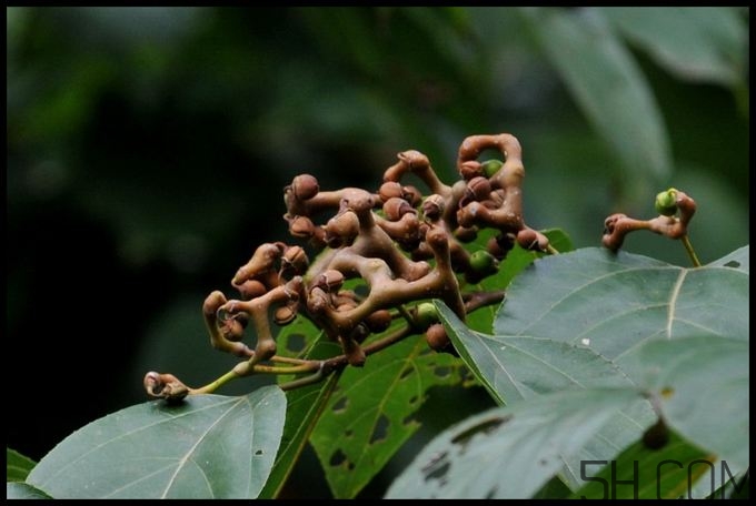 拐棗能夠治療風(fēng)濕嗎？拐棗的藥用價值有哪些？