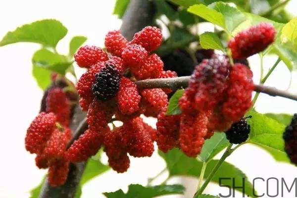 血藤跟拐棗可以一起泡酒嗎？拐棗可以和什么搭配泡酒？