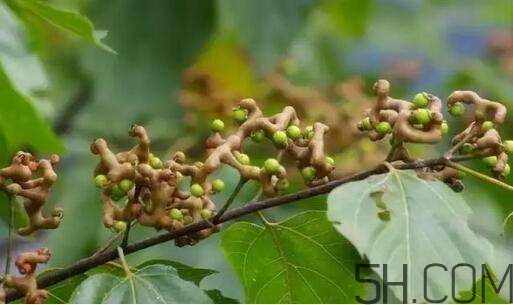 拐棗可以和枸杞一起泡酒嗎？拐棗和枸杞泡酒怎么做？