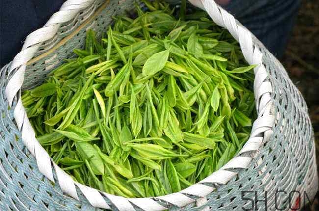 茶葉發(fā)霉是什么樣子？茶葉發(fā)霉怎么鑒別？