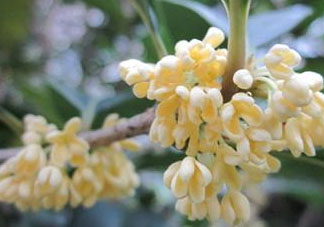 桂花可以放冰箱嗎？新鮮桂花可以放冰箱嗎？
