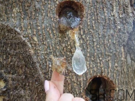 雪燕孕婦可以吃嗎？雪燕的價格多少錢一斤