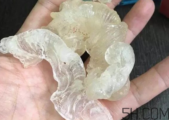 雪燕是燕窩嗎？雪燕是怎么形成的