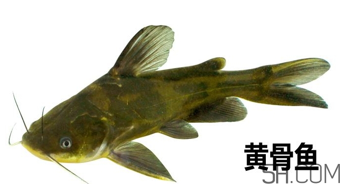 黃骨魚(yú)是發(fā)物嗎？黃骨魚(yú)是什么魚(yú)？