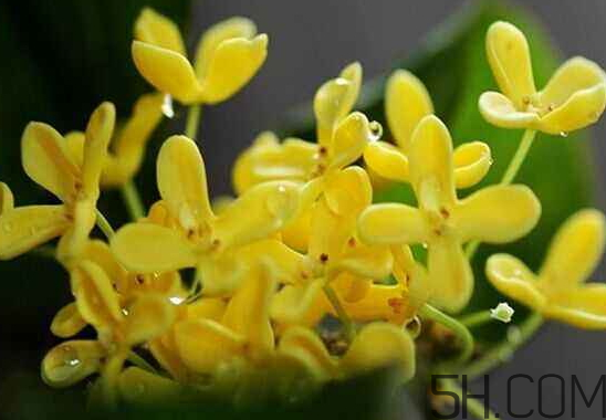桂花可以放冰箱嗎？新鮮桂花可以放冰箱嗎？