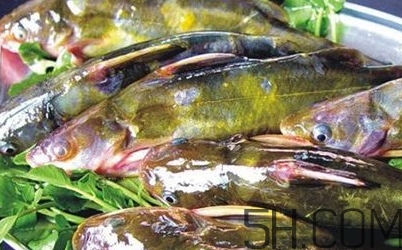 黃骨魚(yú)是發(fā)物嗎？黃骨魚(yú)是什么魚(yú)？