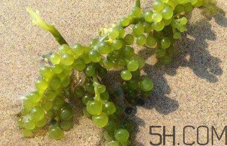 海葡萄有什么功效？海葡萄人工養(yǎng)殖條件