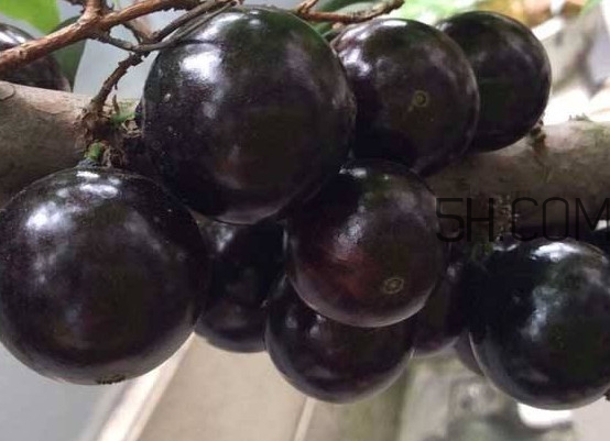 嘉寶果幾年結(jié)果？嘉寶果好吃嗎