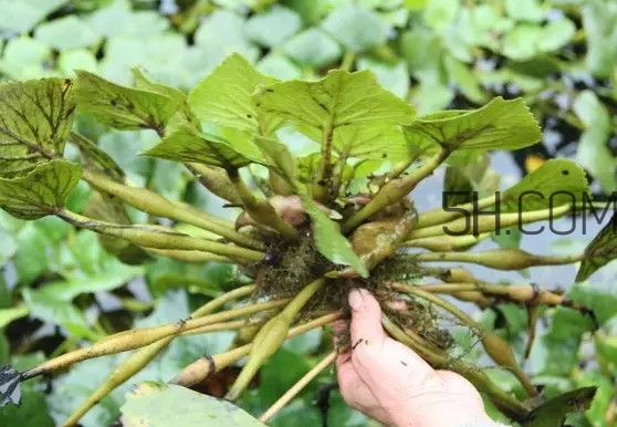 菱角好吃嗎？菱角長(zhǎng)在什么地方