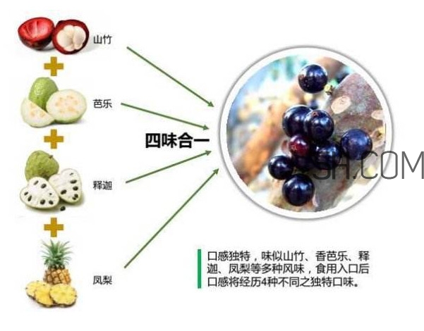 嘉寶果怎么吃？嘉寶果什么時候種植