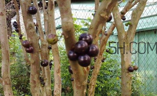 嘉寶果幾年結(jié)果？嘉寶果好吃嗎