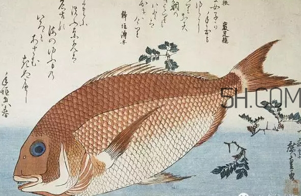 鯛魚是什么魚？鯛魚是什么樣子的