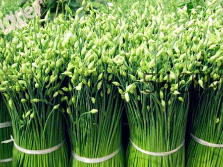 來月經(jīng)可以吃韭菜嗎？韭菜花的腌制方法