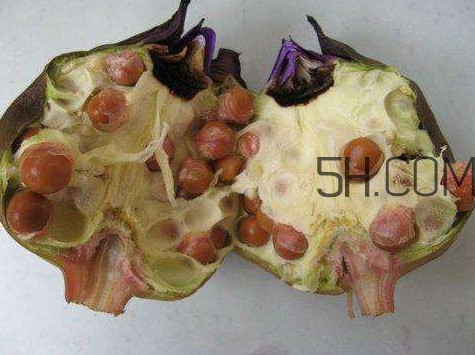 芡實有什么作用？芡實是哪里的特產(chǎn)