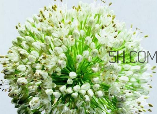 什么人不能吃韭菜花？肝火旺可以吃韭菜嗎？