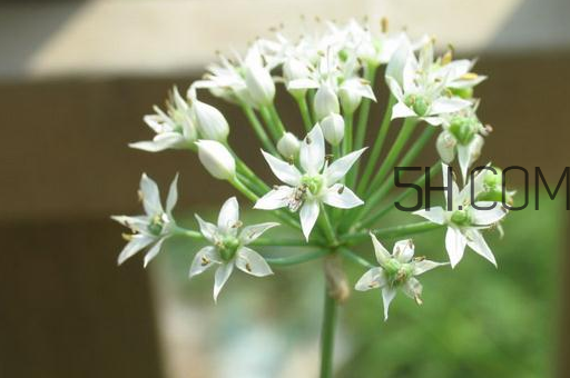 什么人不能吃韭菜花？肝火旺可以吃韭菜嗎？