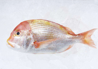 鯛魚是什么魚？鯛魚是什么樣子的