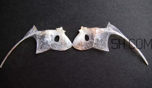 鯛魚是什么魚？鯛魚是什么樣子的
