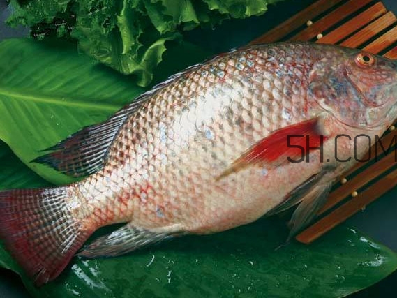 鯛魚刺身有寄生蟲嗎？鯛魚是羅非魚嗎