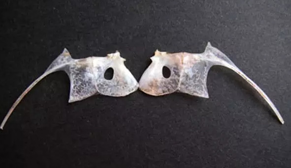 鯛魚多少錢一斤？鯛魚魚骨有什么營養(yǎng)價(jià)值