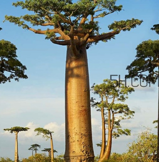 猴面包樹和面包樹是同一種植物嗎？猴面包樹能在北方種植嗎
