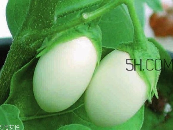 蛋樹可以種植嗎？蛋樹苗哪里可以買到