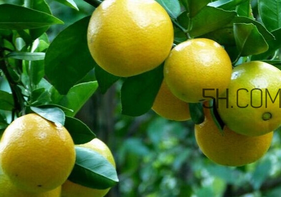 皇帝柑是哪里的特產(chǎn)？皇帝柑是熱性還是涼性？