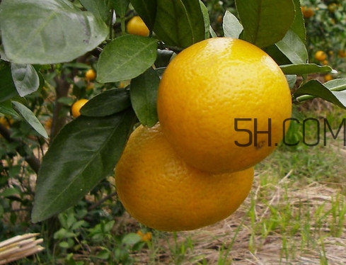 皇帝柑什么時(shí)候成熟？皇帝柑什么人不能吃