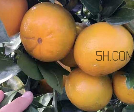 種皇帝柑1棵成本多少？皇帝柑怎么種植