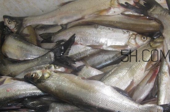 刁子魚是淡水魚嗎？刁子魚怎么釣