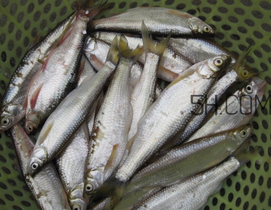 刁子魚是什么魚？刁子魚是翹嘴鲌嗎