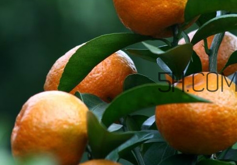 皇帝柑是哪里的特產(chǎn)？皇帝柑是熱性還是涼性？