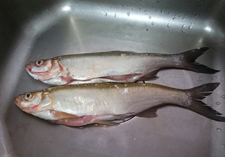 刁子魚是淡水魚嗎？刁子魚怎么釣